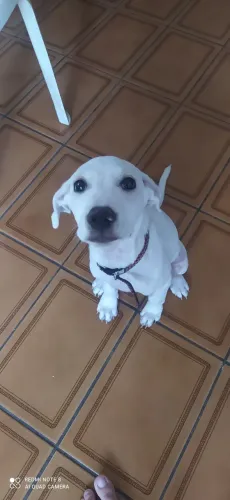 Doando essa filhotinha cachorinha branquinha pitadinha em baixo