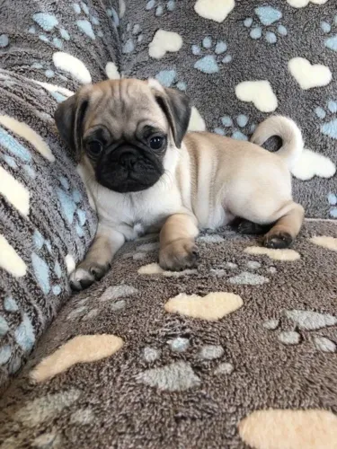 Pug - Presença Que Aquece O Ambiente