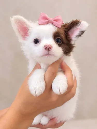 Chihuahua Fêmea Pêlo Longo - Perfeita Demais.