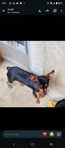 Pinscher fêmea