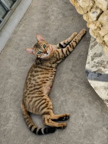 Gato Bengal