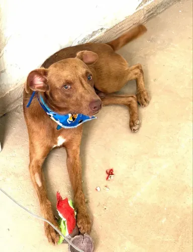 CACHORROS DE PEQUENO PORTE PARA ADOÇÃO