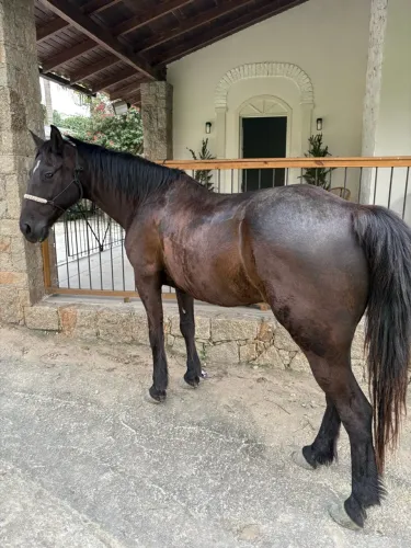 Égua criola de total confiança muito boa de rédia