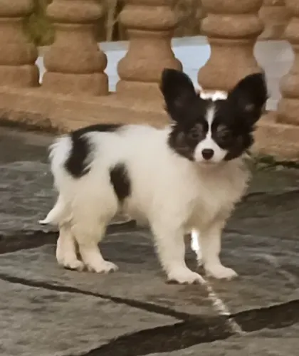 Papillon femea filhote