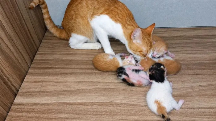 Gatinhos recém nascidos 