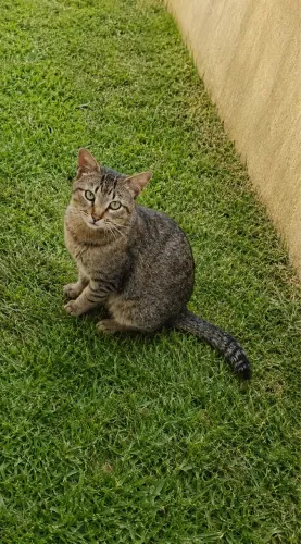Gatinho castrado adoção urgente 