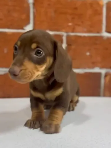 Dachshund