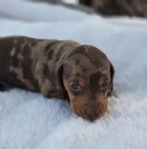 Dachshund,Dachshund Filhote Selecionado Alta Procedência