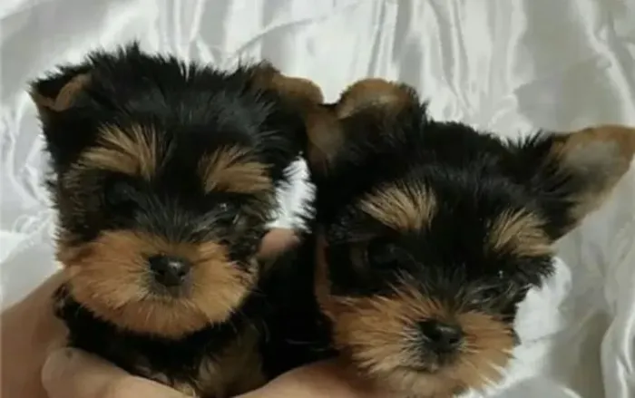 Uma pequena fofura pronta para conquistar seu coração ? Yorkshire até 12x sem juros