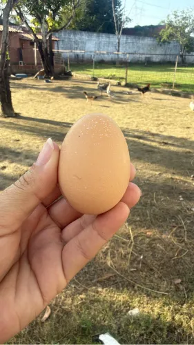 Ovos de pata galadados