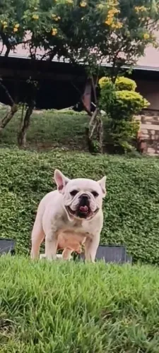 Bulldogue francês 