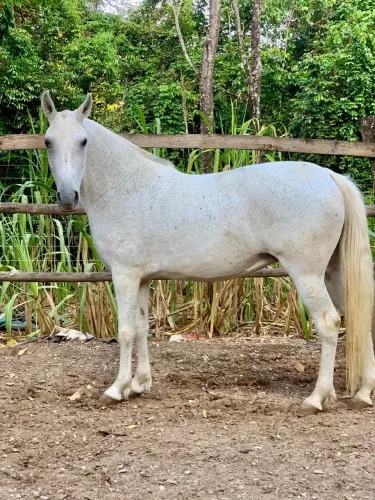 Egua Margalarga machador