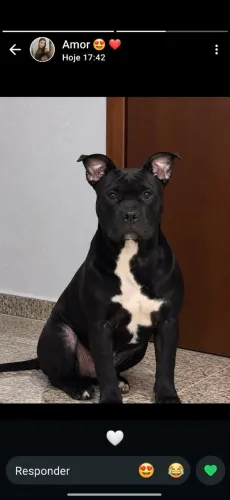 Pitbull