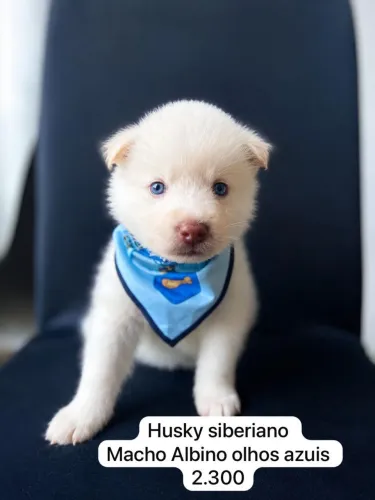 Filhotes de Husky Siberiano