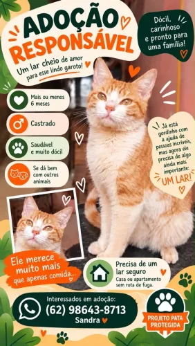 Gato macho castrado 6 meses