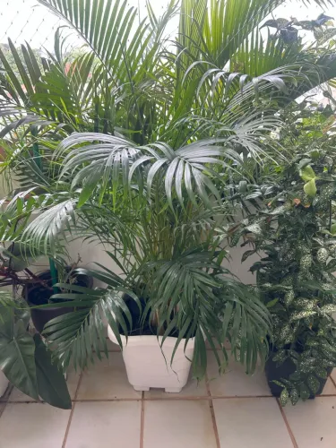 Planta Linda