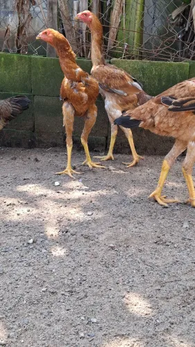 Galinhas índio gigante