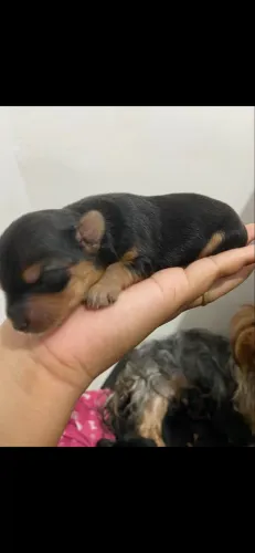 Yorkshire Terrier