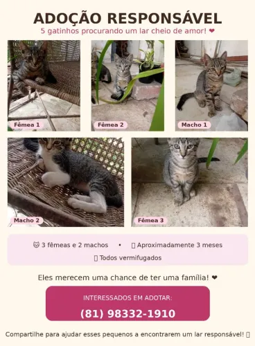 5 gatos para adoção responsável