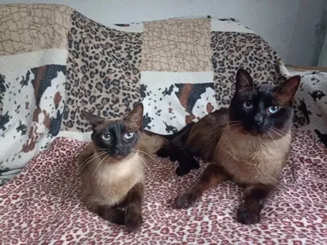 Doaçao filhote de gato