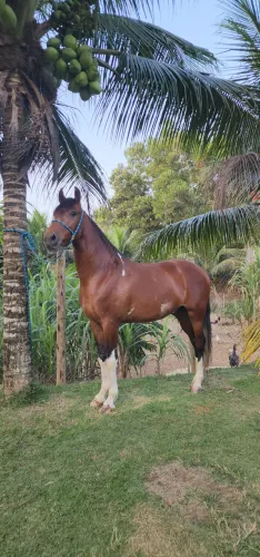 Cavalo castanho pampa marcha picada