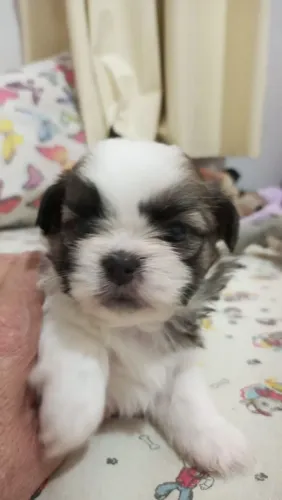 Shih tzu femea otima linhagem