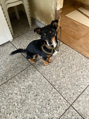 Doação de cachorro