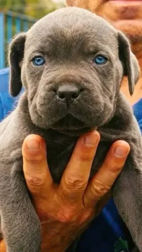 Cane Corso filhotes disponiveis