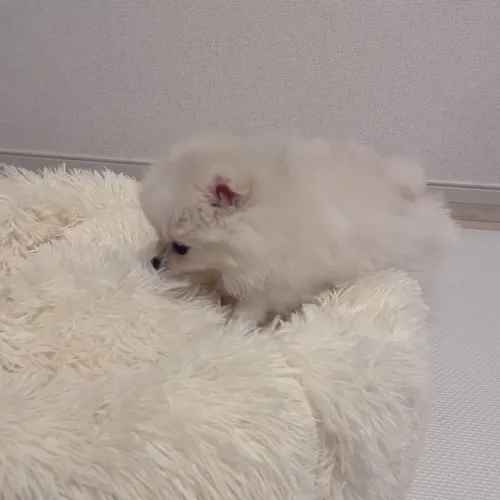 Spitz Alemão adorável
