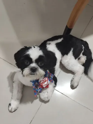 Shitzu macho