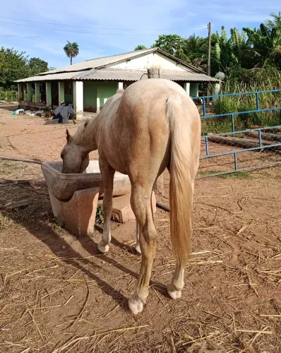 vendo potro quarto de milha