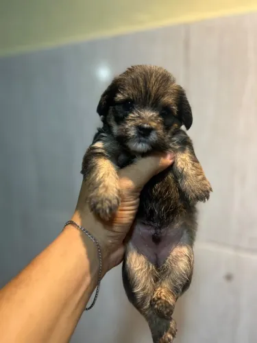 Yorkpoo
