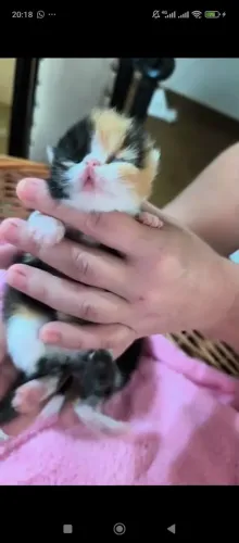 Gata persa