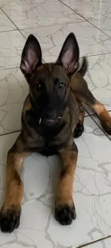 Procura-se uma namorada para meu Malinois 