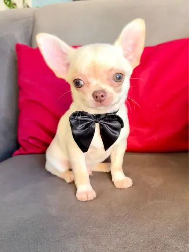 Filhotes de Chihuahua macho branco! 