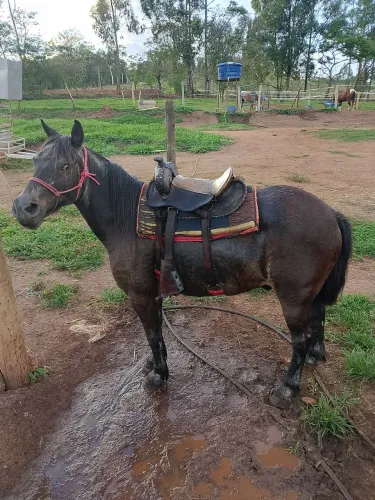 Pônei manso de confiança