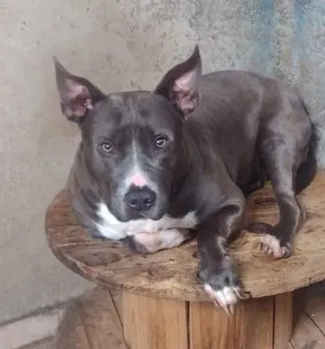 Cachorro para adoção responsável 