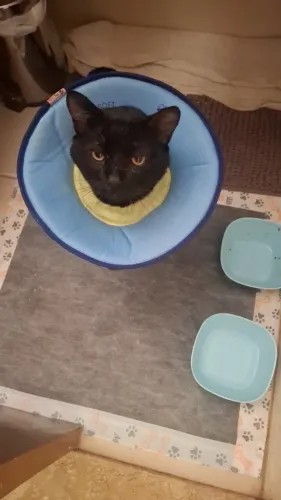 Gato em recuperação para adoção responsável.