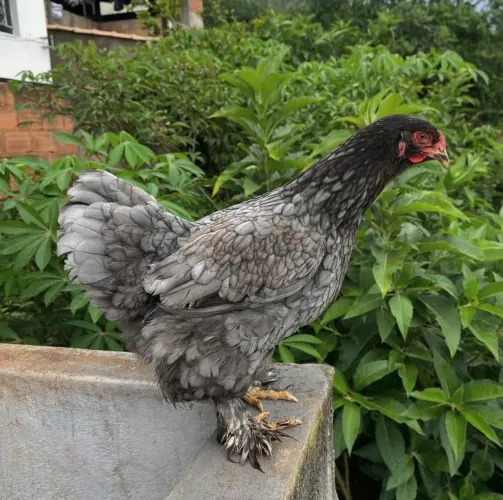 Galinha Brahma motled