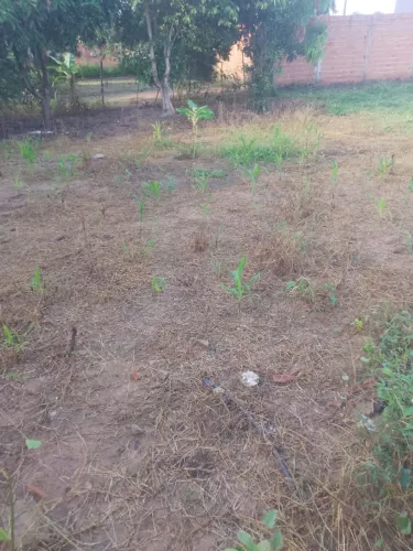 Terreno 10x20 com pe de frutas e um cômodo na altura de radier 