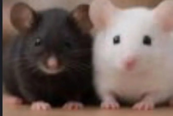 Ratos camundongos coloridos