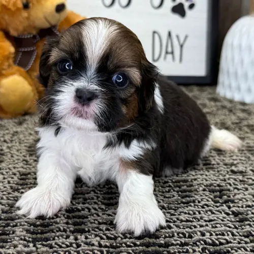 Shih tzu | Um pacotinho de amor 