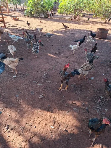 Vendo Galinhas e Fragos Caipira