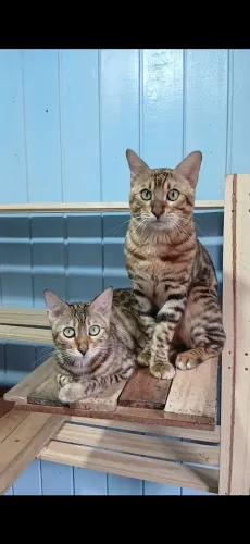 Bengal Puros