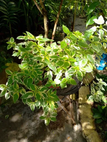 Planta Natural
