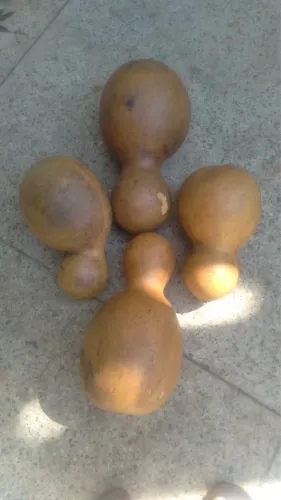 Vendo Cabaças