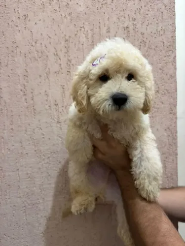 Poodle