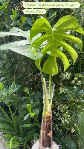 Plantas para o lar 