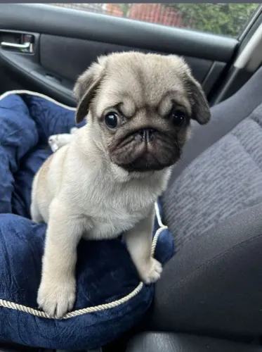 Pug Seu filho nunca mais vai se sentir sozinho