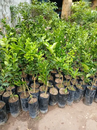 Mudas frutíferas enxertadas 